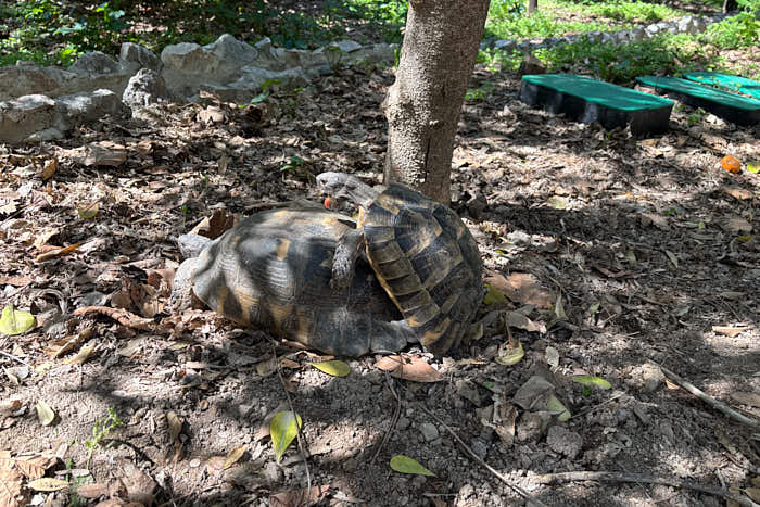 Ethnikos Kipos Schildkröten
