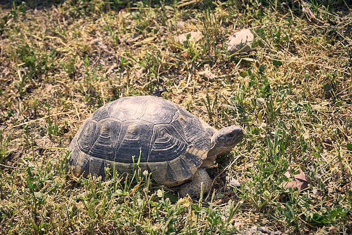 Schildkröte Olympieion Rundgang