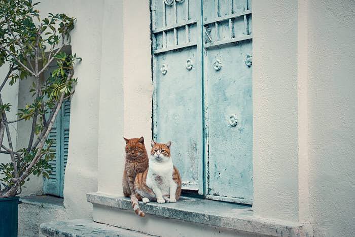 Katzen in Anafiotika